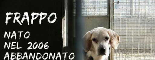 Frappo il Beagle attempato e abbandonato