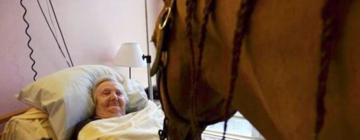 Peyo, il cavallo che riporta la memoria e il sorriso ai malati di Alzheimer