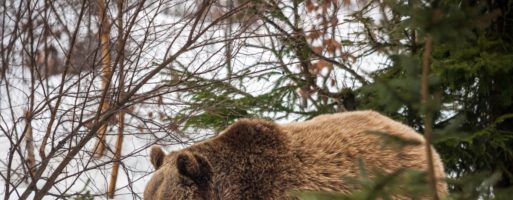 L’orso bruno, se il vicino di casa non è un peluche