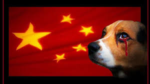 Yulin, la mattanza dei cani che diventano bistecche