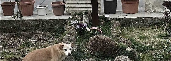 Nicoletta, la cagnolina che da 10 anni veglia la tomba del suo proprietario a Ischia