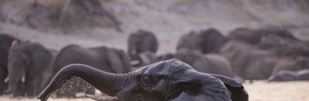 Troppi elefanti, il Botswana riapre la caccia. Quelli abbattuti diventeranno cibo per cani