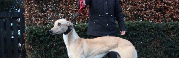 Pavia, passeggiata con il Gaci: “Adottate levrieri e Galgos”