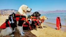 I cani-bagnini sulle spiagge garanzia di sicurezza per tutti