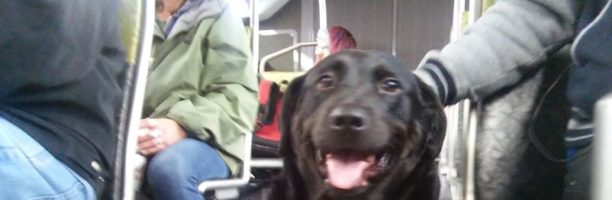 Un cane prende l’autobus da solo tutti i giorni per andare al parco e ha anche il biglietto