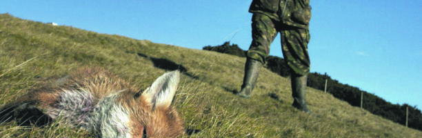 Abbattimento delle volpi, i giudici danno ragione agli animalisti