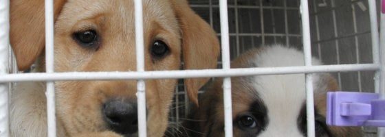 Animali, veterinario gratis a chi adotta e libero accesso a negozi e bus: la Puglia vara legge contro il randagismo