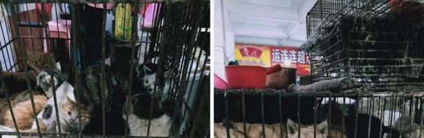 Riaperti in Cina i mercati degli animali vivi, da cui è partito il Covid-19