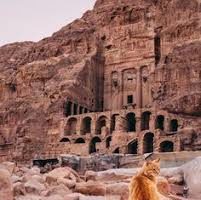 Coronavirus in Giordania, senza umani gli animali si impossessano dell’antica città di Petra