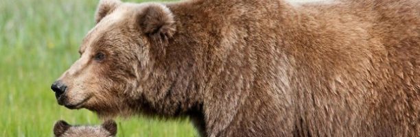 Trump a favore della caccia di orsi e lupi nei parchi naturali dell’Alaska: protesta animalista