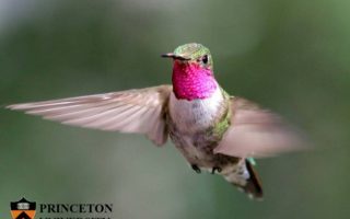 I colibrì vedono colori che noi possiamo solo immaginare