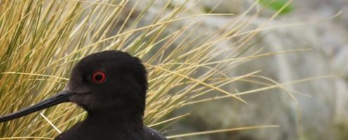 Torna a crescere il numero dei kaki, uccelli amati dai Maori e fra i più rari al mondo