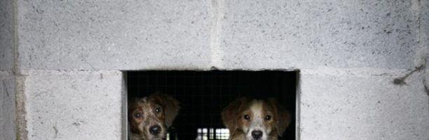 Pavia, liberati 38 cani da una stanza-prigione: vivevano chiusi e al buio – L’INTERVENTO DELL’ENPA