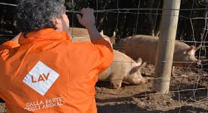 Liberazione di massa dall’isola-carcere di Gorgona: 588 animali salvati dal macello dell’istituto. “La ‘grazia’ chiesta dai detenuti”