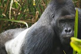 Catastrofe nel mondo animale: dai gorilla ai pappagalli, persi i 2/3 della fauna selvatica