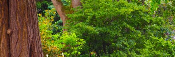 Il giardino di Pia dove si scambiano i semi e la natura vive in pace