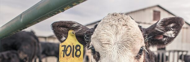 Belgio, la Corte di giustizia Ue conferma il divieto di macellazione kosher: gli animali prima devono essere storditi