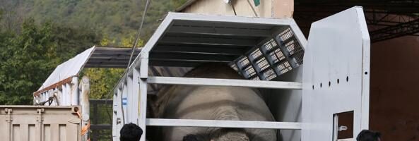 Dopo la liberazione dell’elefante Kaavan chiude lo zoo di Islamabad: ora tutti gli animali sono liberi