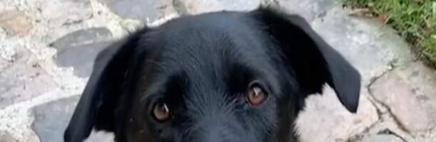 Nemo, il cane dei Macron, contro l’abbandono: il video è bellissimo