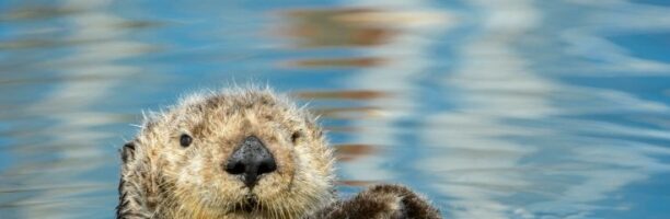 Il ritorno degli animali scomparsi. Genovesi: “E’ la prova che la natura va protetta”