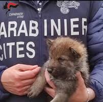 Roma, sequestrati 23 esemplari di cane-lupo selvatico in allevamento illegale