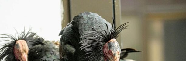 Roma, due ibis eremiti nidificano sul palazzo della WindTre a Parco De Medici