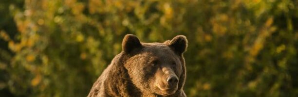 Romania, l’orso gigante Arthur ucciso dal principe del Liechtenstein