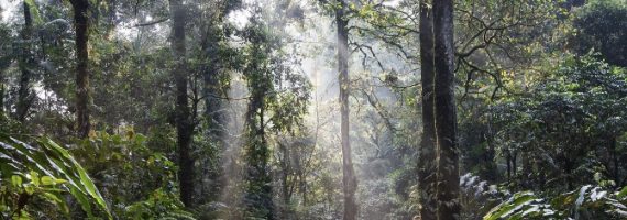 22 giugno: è la Giornata Mondiale della foresta pluviale