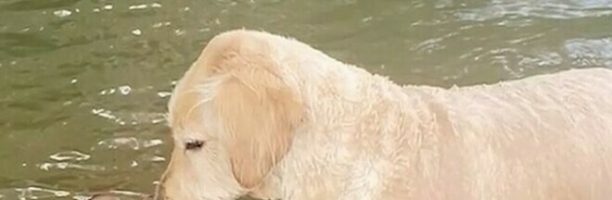 Il cane salva il cerbiatto che sta affogando nel lago: e i due diventano “amici”