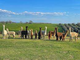 Lazio, a Tarquinia nel più grande allevamento italiano di alpaca: gita come nelle Ande tra passeggiate alla cavezza e visite guidate