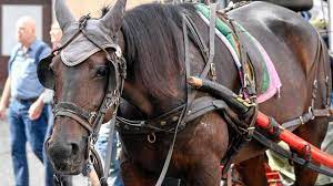 Botticelle a Roma: bloccato il regolamento del Campidoglio, i cavalli restano in strada. Gli animalisti: “Subito ordinanza anticaldo”