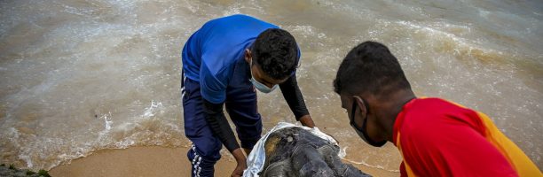 Sri Lanka, strage di tartarughe marine