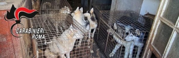 Denutriti, senza acqua e chiusi in gabbia: sequestrato allevamento lager di cani husky