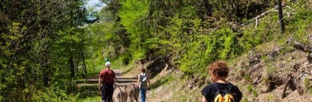 I quattro asinelli maltrattati in Emilia erano all’asta: adesso fanno giocare i bimbi a Caldes