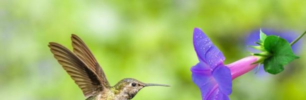 Alcuni animali si stanno restringendo e non è una cosa buona