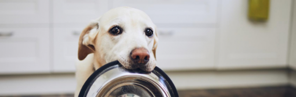 Giornata mondiale del cane, come cambia il pet food (dal ristorante alla birra)