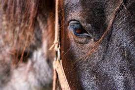 Cavalla morta al Circo Massimo: monta la protesta degli animalisti. Il Campidoglio tace