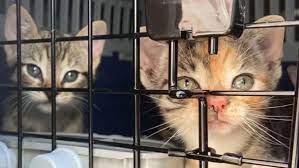 Cani e gatti fuggiti dall’uragano Ida adesso hanno bisogno di nuove case