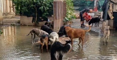 A Catania anche l’unità di emergenza Lav per salvare gli animali in difficoltà