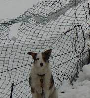 “Basta cani alla catena, il Piemonte si rinnovi”, gli animalisti scrivono al presidente Cirio: “Sono maltrattamenti”