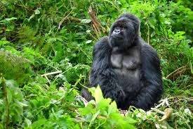 I gorilla riconoscono tra voci umane conosciute e sconosciute