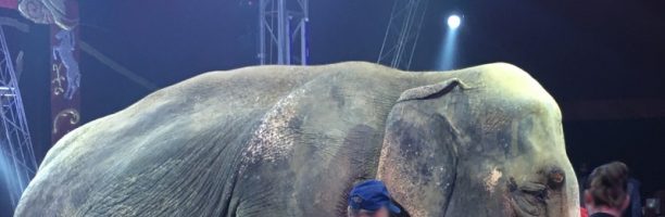 MORTA ANDRA, ELEFANTESSA CIRCO ROLANDO ORFEI. APPELLO A FRANCESCHINI: SUBITO LEGGE STOP USO ANIMALI