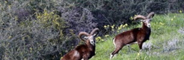 Abbattimento dei mufloni al Giglio, animalisti in rivolta