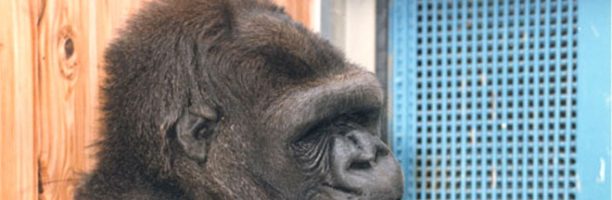 Il gorilla Koko, il gatto e altre storie di altruismo nel mondo animale