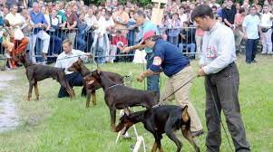 Roma, orecchie al cane mutilate a fini estetici per gara cinofila: 2 condanne a 6 mesi