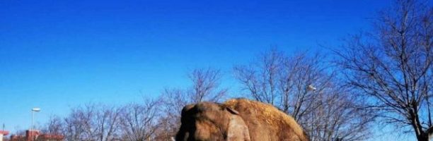 Foggia, un elefante scappa dal circo e la politica è unanime: «Basta animali negli spettacoli»