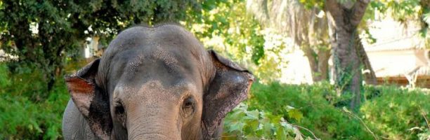 Capodanno, festeggia anche il Bioparco di Roma