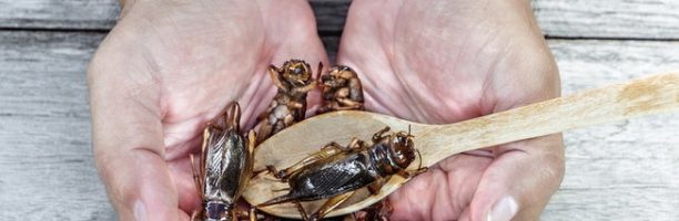 Insetti in tavola, via libera dell’UE ai grilli domestici come nuovo alimento