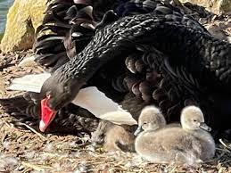 Cigno nero, nati quattro esemplari a Roma: un evento rarissimo