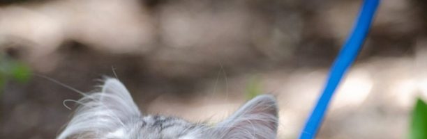 In Australia arriva l’obbligo di coprifuoco e guinzaglio per i gatti: “Sono killer, uccidono 252 milioni di animali all’anno”